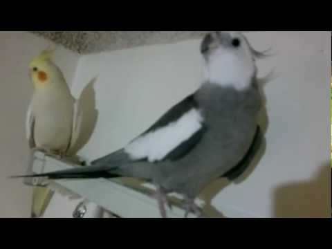 Cockatiel mating call