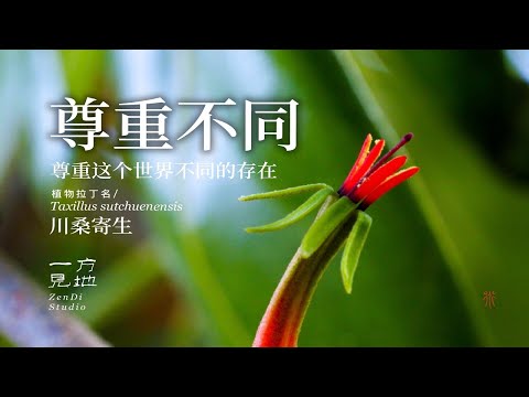 李时珍友情提示“桑寄生一定要用寄生在桑树上的”#乡村守护人 #一日一植物