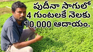 Mint Leaves Cultivation||Pudina||How To Grow Mint|How To Grow Pudina||Pudina Sagu In Telugu.