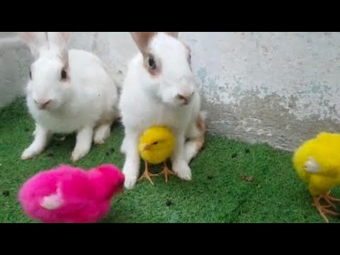 Small cute animals - Beautiful chicken chick - Adorable rabbits - Razi Ali Vlogs