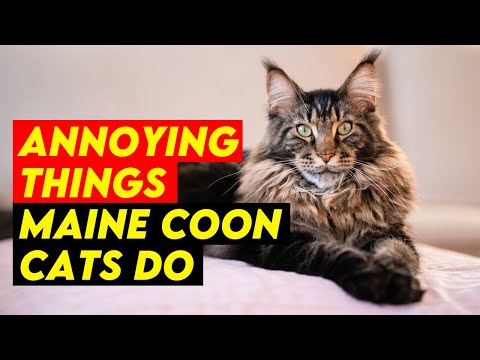 7 Annoying Things Maine Coon Cats Do