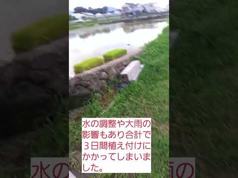 【田植え終了】2024.6.29