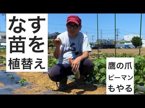 ナスとピーマンと鷹の爪の苗の植替え