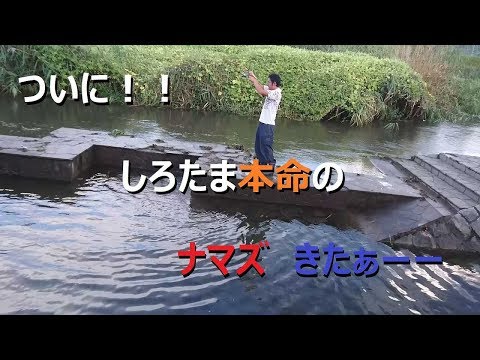 (多摩川→平等川) × ナマズ ＝ ついに本命？！