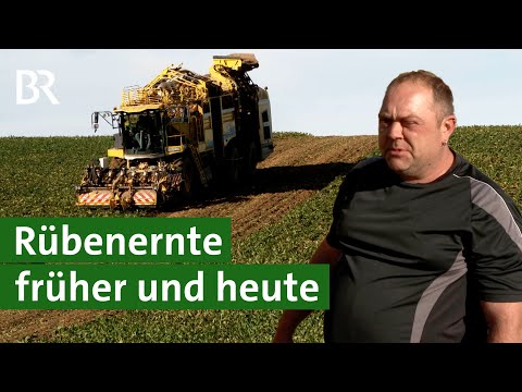 Rüben ernten früher und heute: Mit der Hand ernten vs. gigantische Maschine | Unser Land | BR