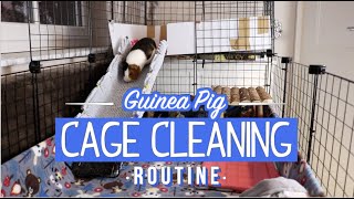 UPDATED! Guinea Pig Cage Cleaning Routine