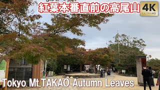 Just before the main autumn foliage season Tokyo Mt.Takao Autumn Leaves Festival Yakuo-in Temple