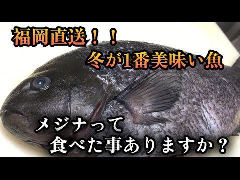 【絶品】メジャーに昇格できないが旬を迎えると鯛に匹敵する美味さを放つ磯魚　メジナ　台湾にいながら日本の旬を味わう