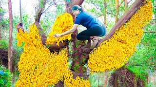 WOMEN Harvesting Forest Kumquat for to cook delicious dishes | Luyen Harvesting