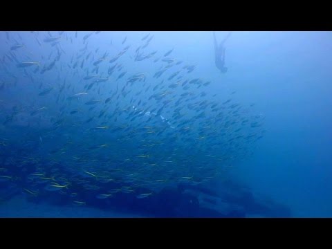 Freediving - Labracoglossa argentiventris! December 2015, Ita, Izu