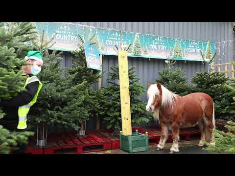 Albert is choosing the Christmas Tree!