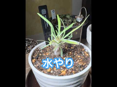 【根腐れを恐れず】たっぷり水をやる（液肥とリキダスも） #グラキリス #観葉植物