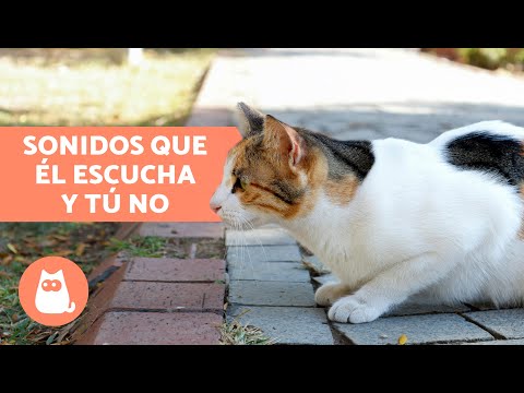 6 SONIDOS que SOLO ESCUCHAN LOS GATOS y los humanos no 🐱💥