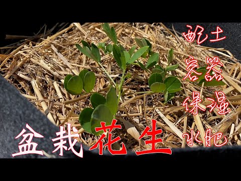 【渔耕笔记】种花生 | 有机花生种植 盆栽 大桶 阳台 菜地种花生