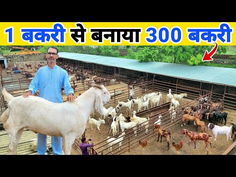 300 बकरी का शानदार फॉर्म 🔥 कमाई ? | Sukant chawla goat farm