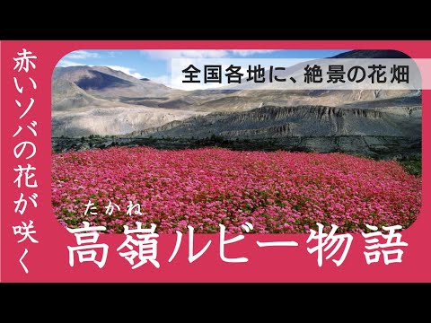 ヒマラヤ生まれの奇跡！赤いソバの花「高嶺ルビー」物語【フォトコンテスト開催中】