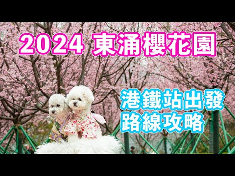 【2024 東涌櫻花園】香港賞櫻景點－櫻花園 | 東涌港鐵站B出口步行15分鐘 | 直擊櫻花海 | 櫻木花道 | 路線詳細介紹