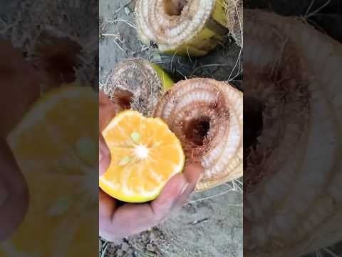 Grow Mango cutting in Banana stump use of Orange