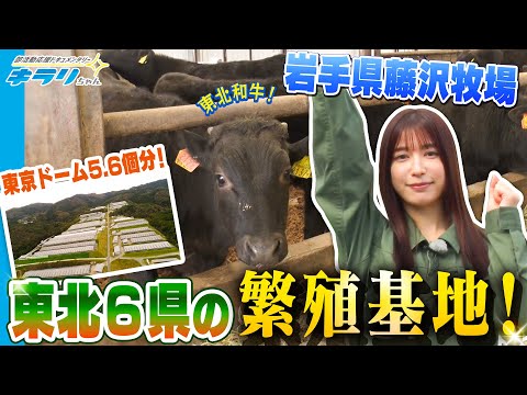 雪平莉左が岩手県の藤沢牧場へ！「東北和牛」の繁殖基地である藤沢牧場の生産者の方々にお話を聞いてきました！