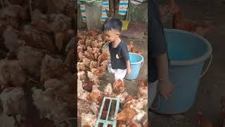 Rural children, novice chicken farmers, rural free-range chickens, free-range chickens #112