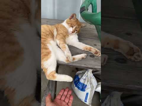 縁側ねこ コタの思い出｜テーブルの上で大忙し！（必殺ねこパンチあり） #cat #ねこ