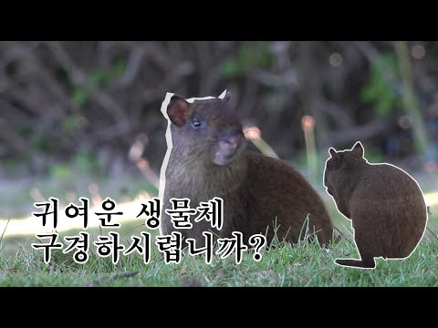 귀여운 생물체 구경하시렵니까..?