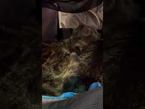 Cat traveling 24 hours flight!! First 6 hours!! Taco and Paco!