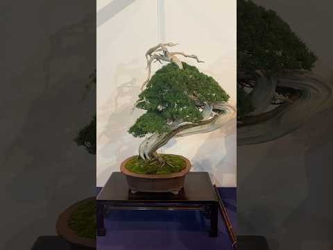 98th Kokufu Bonsai Exhibition. #bonsai #bonsaiexhibition #kokufu #盆栽