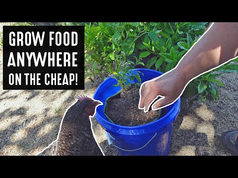 This Sandbag In A Bucket Growing Technique Is A Gardening Game Changer!