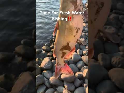 It’s Time For Fresh Water Fish‼️#california #fishing #fish #catfish #river #lake #shorts #shortvideo