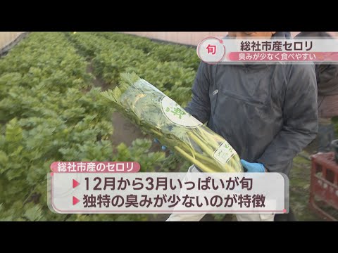 総社市産のセロリが旬を迎える　独特の臭みが少ないのが特徴　岡山