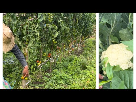 採收 | 嬌女番茄與白花椰菜～突然之間降溫降雨番茄水裂四成