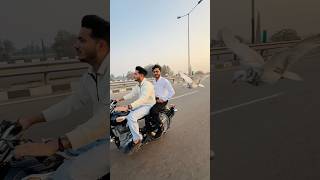 Tujme esi kya hai Khubi 🤪💯🕊️ #dosti #pigeon #kabootar #viralshort #youtubeshort