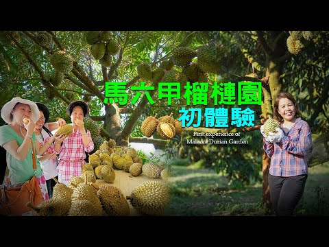 馬六甲榴槤園｜令人垂涎的7月盛宴