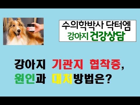 강아지 기관지 협착증으로 인한 기침, 대처방법은?