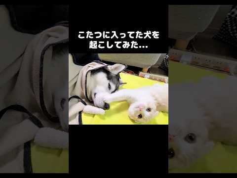 猫がこたつに入ってる犬を叩き起こしてみたら...笑#shots