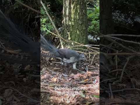 Australian superb lyrebird 澳洲华丽琴鸟