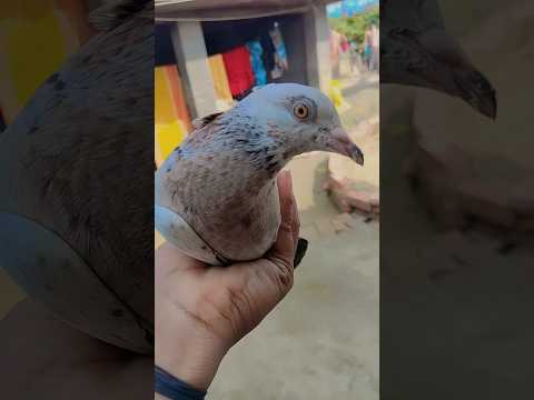 Rampuri  Madras pigeon 🕊️ #kabutar#pigeon#shorts #trendingshorts#trending #shortvideo#youtube