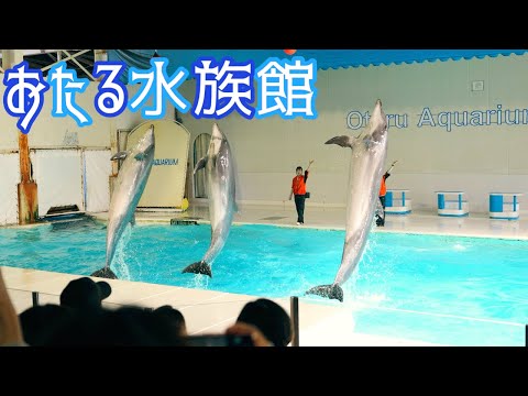 【おたる水族館】妊娠中メリーちゃんの最北イルカショー