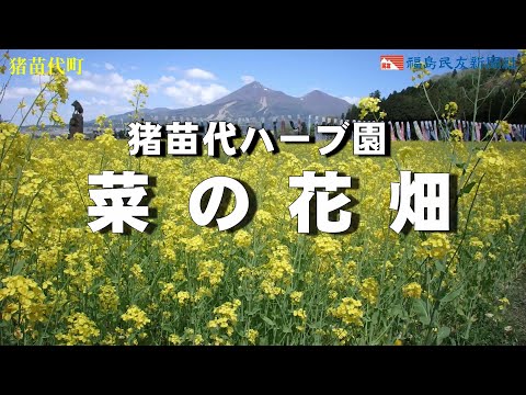 猪苗代ハーブ園　菜の花畑