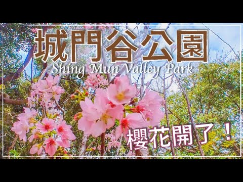 【Hong Kong】🌸城門谷公園．賞櫻 // Cherry Blossom at Shing Mun Valley Park  (English Subtitle）