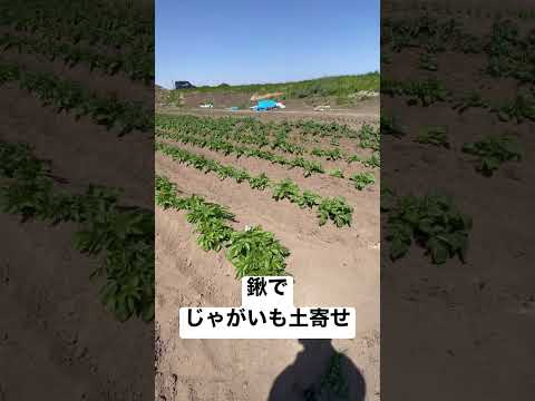 鍬でじゃがいも土寄せ2回目しました