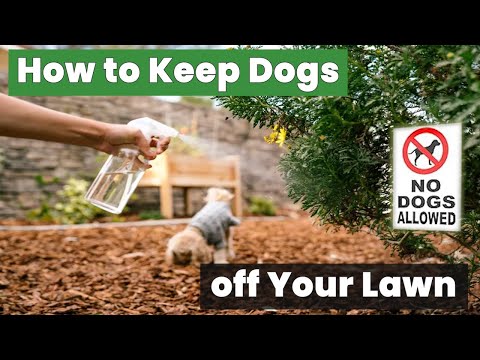 Dogs on Your Lawn? Expert Reveals Top Secrets to Keep Them Away!