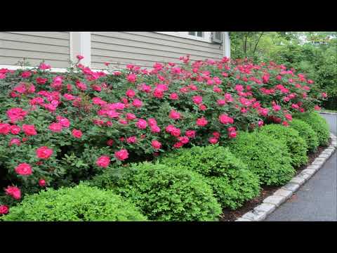 Small Front Yard Landscaping Ideas | Garden Design Ideas | Great Ideas For You