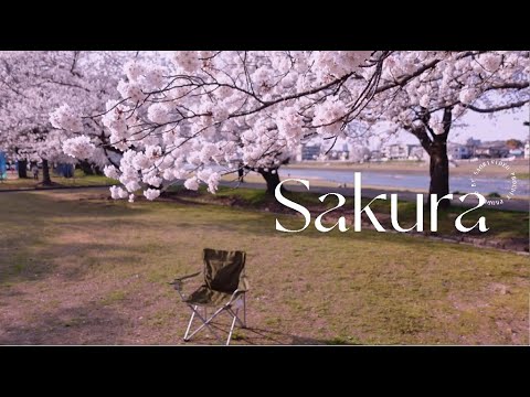 樱花树下的离别与希望 — 桜／森山直太朗（Cover by sasa）弾き語り ギター初心者【莎莎弹唱】Sakura／Naotaro Moriyama