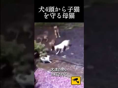 犬4頭に襲われた子猫を守る母猫#cat#kitten #shorts #respect #rescue #猫#犬#子猫