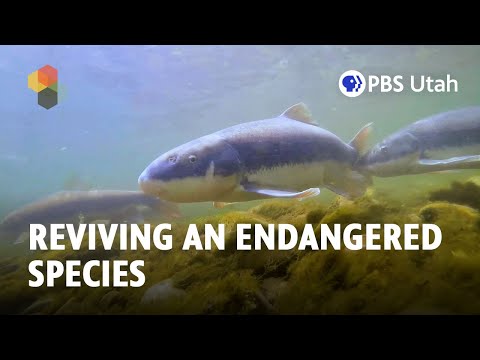 Something Fishy: Reviving an Endangered Species [FULL SEGMENT: This Is Utah S5E1]