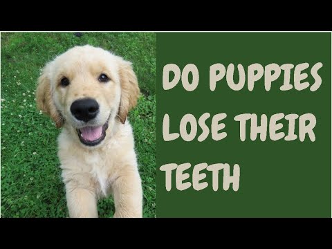 Do Puppies Lose Their Teeth