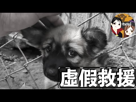 為了點閱率而不擇手段——YouTube上那些虛假的動物救援頻道