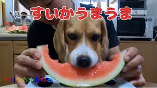 大好きなスイカを食べるビーグル犬